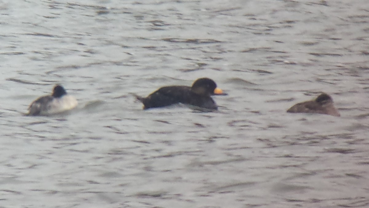 Black Scoter - ML122374751