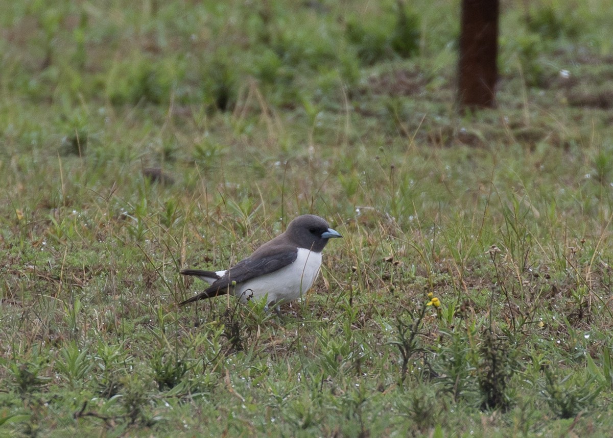 White-breasted Woodswallow - ML122376801