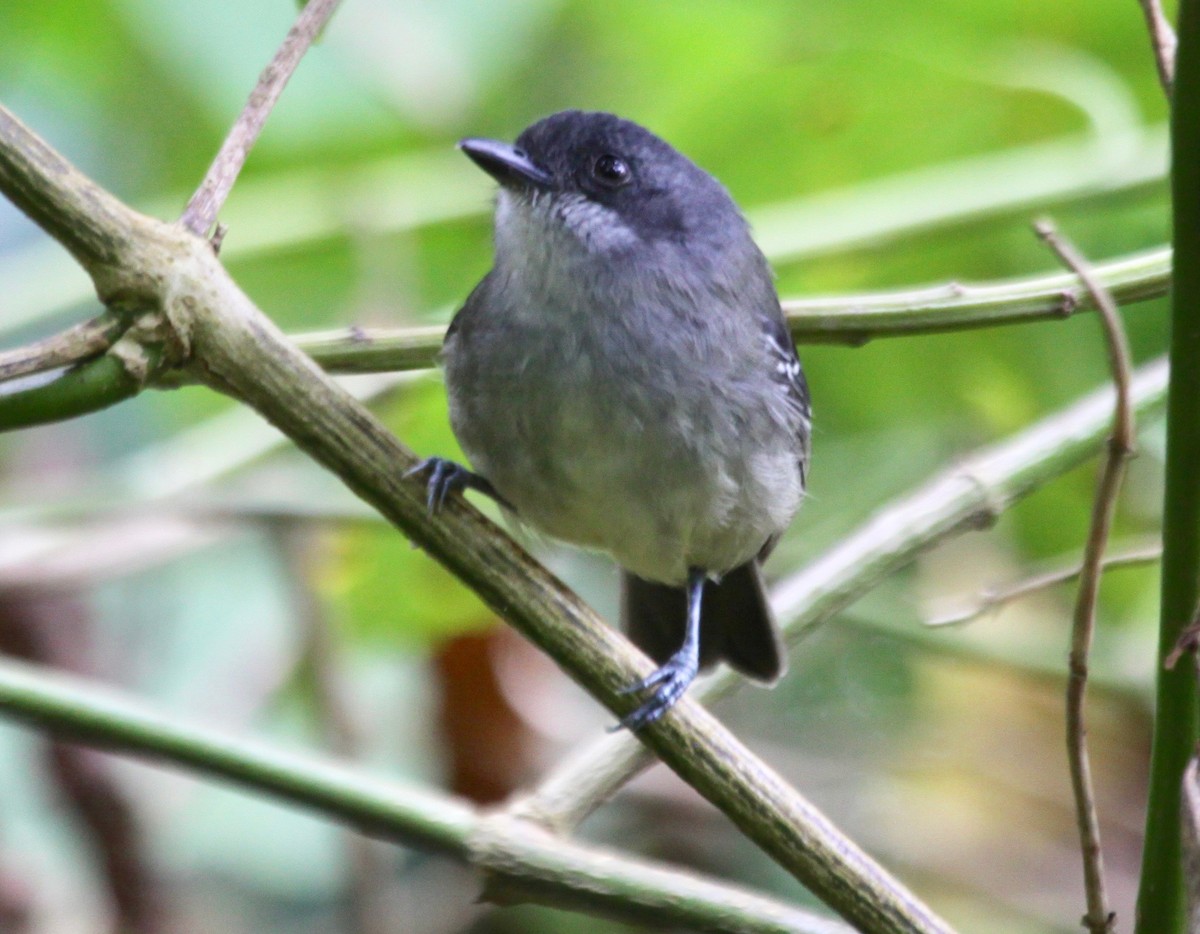 Plain Antvireo - ML122377801