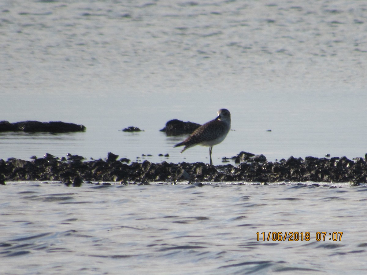 Chorlito Gris - ML122380131