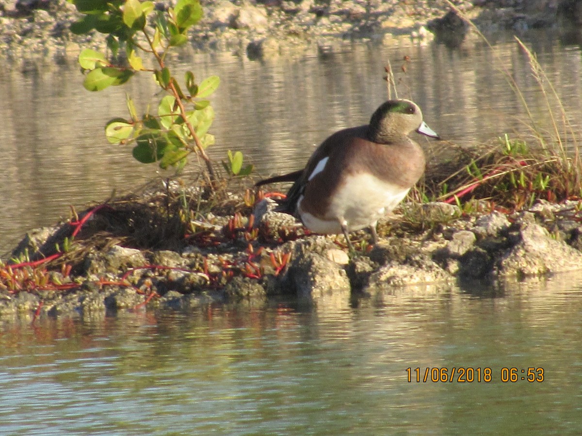 American Wigeon - Vivian F. Moultrie