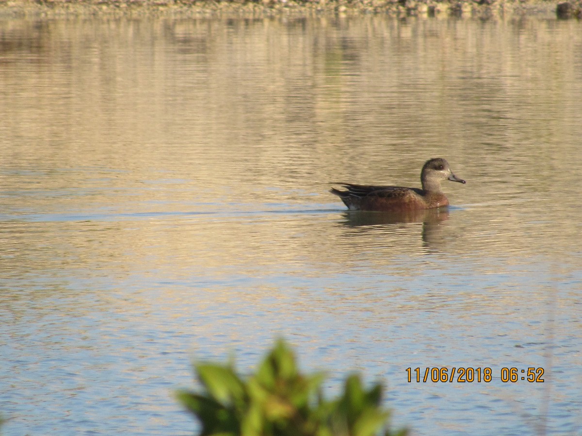 American Wigeon - ML122380611