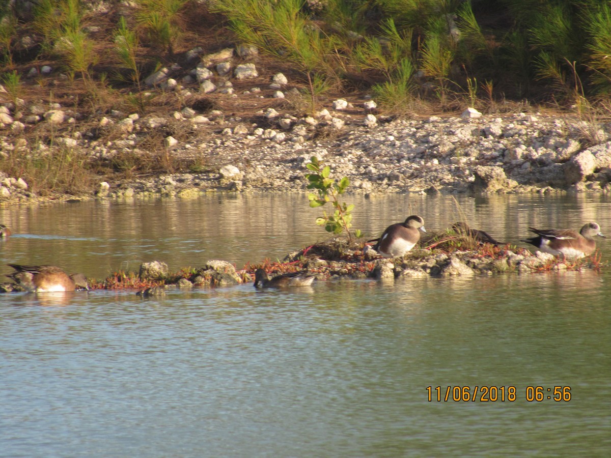 American Wigeon - ML122380761