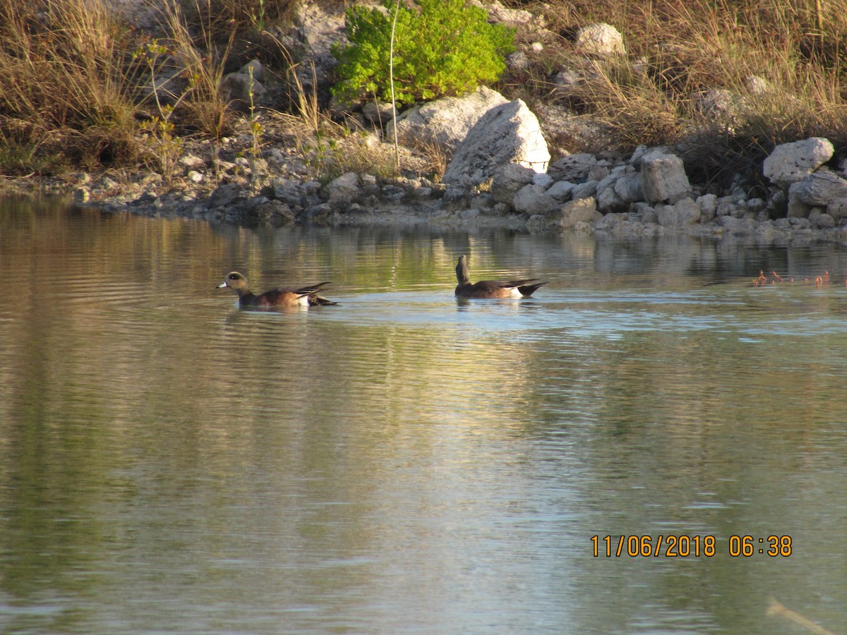 American Wigeon - ML122380781