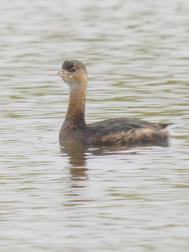 Pied-billed Grebe - Roger Horn