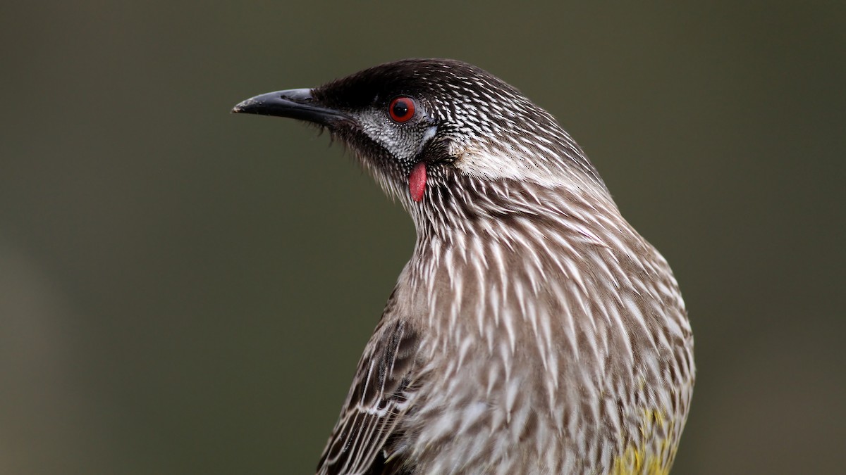 Red Wattlebird - ML122383591