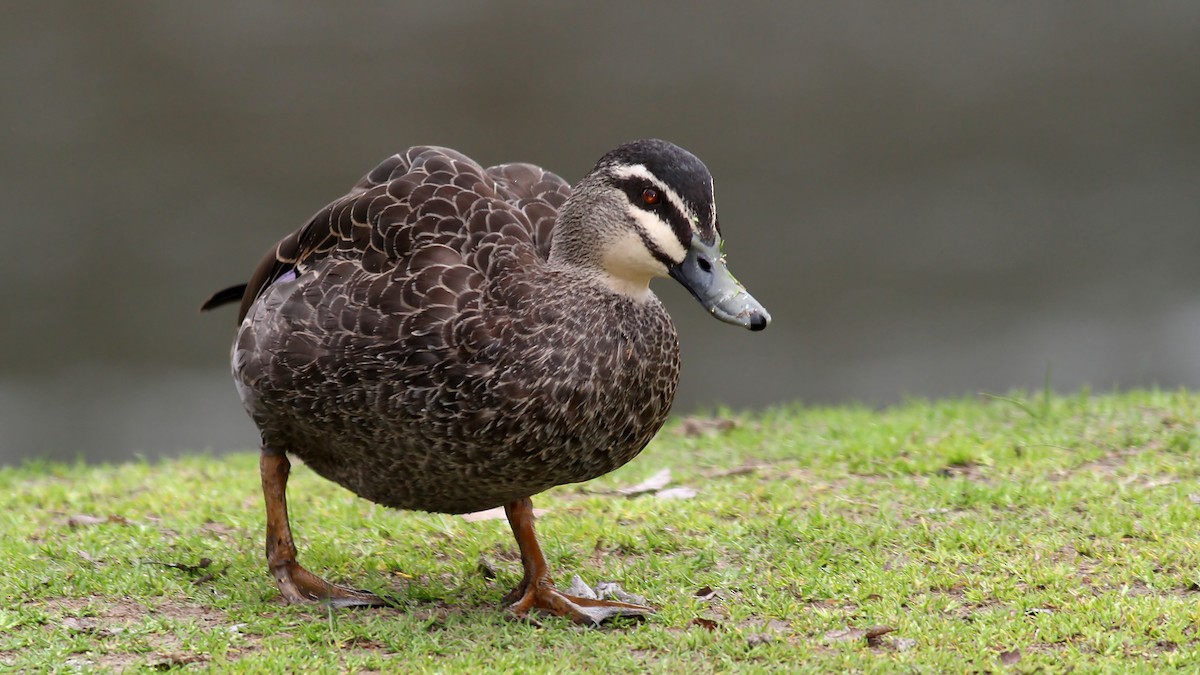 Canard à sourcils - ML122383601