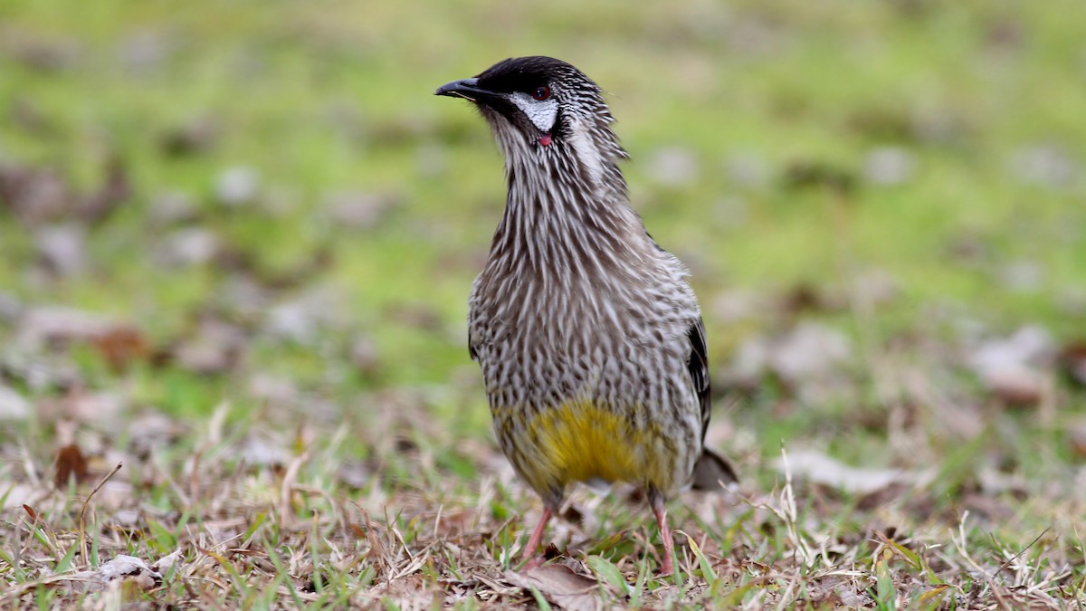 Red Wattlebird - Alan Melville