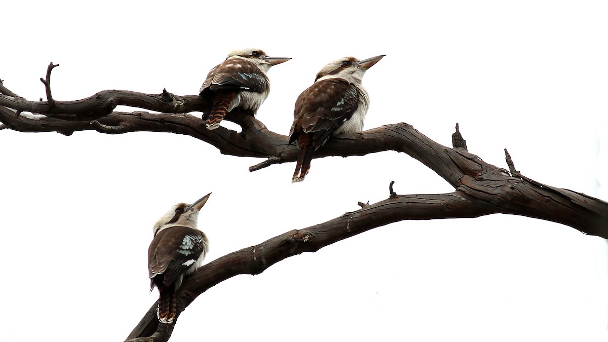 Laughing Kookaburra - ML122383631