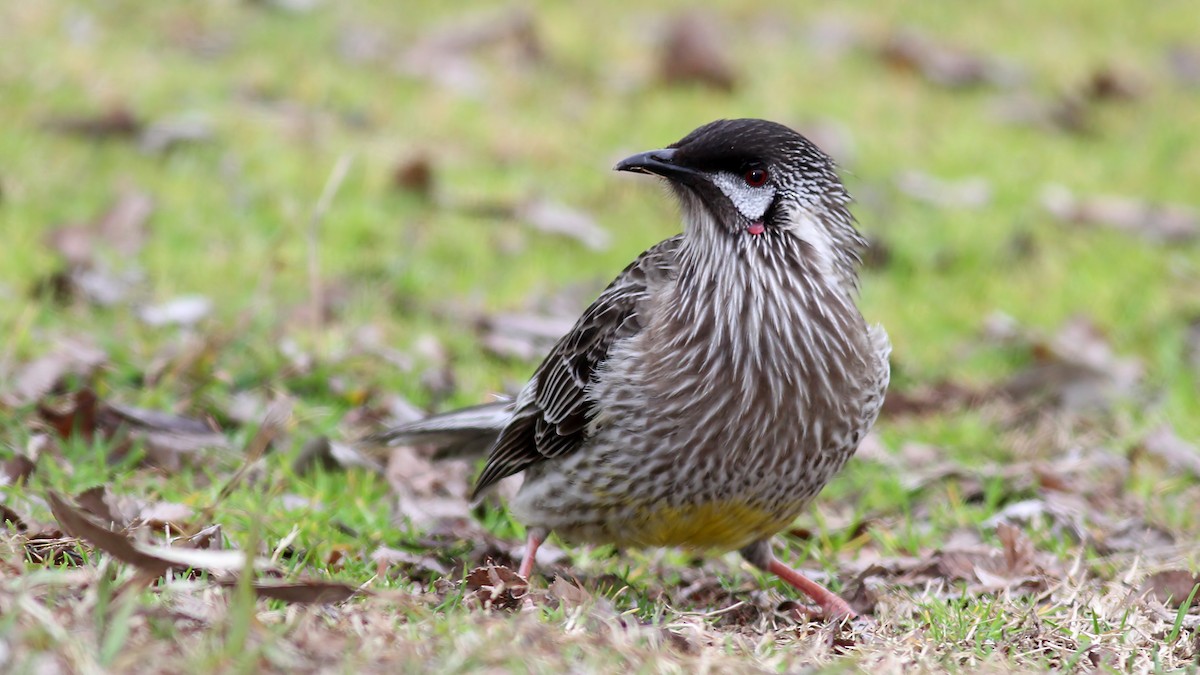 Red Wattlebird - ML122383711