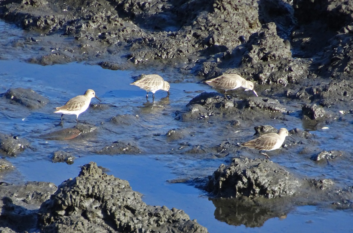 Dunlin - ML122383721