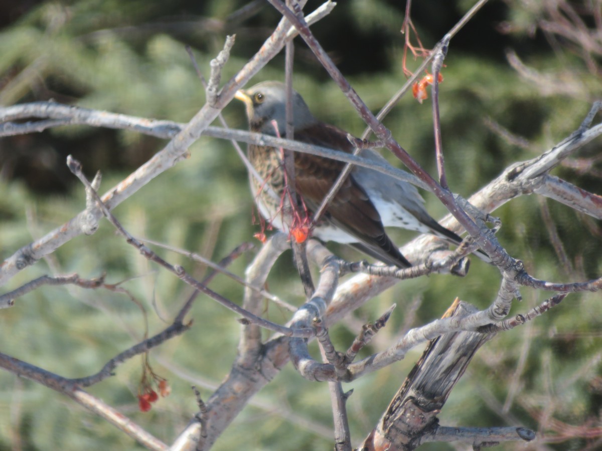 Fieldfare - ML122384061