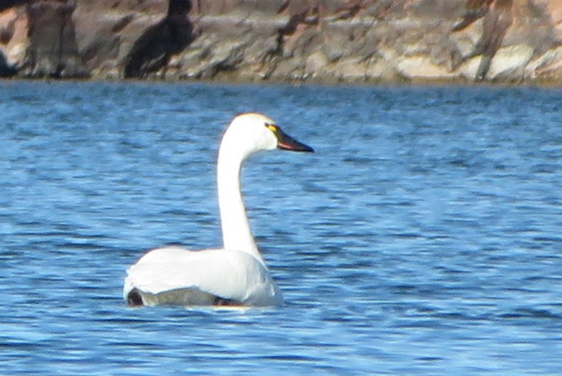 Tundra Swan - ML122385641