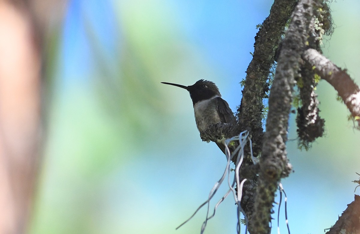 Black-chinned Hummingbird - ML122385991