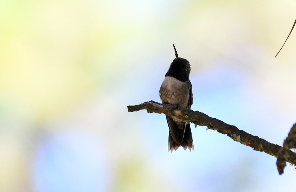 Black-chinned Hummingbird - ML122386001