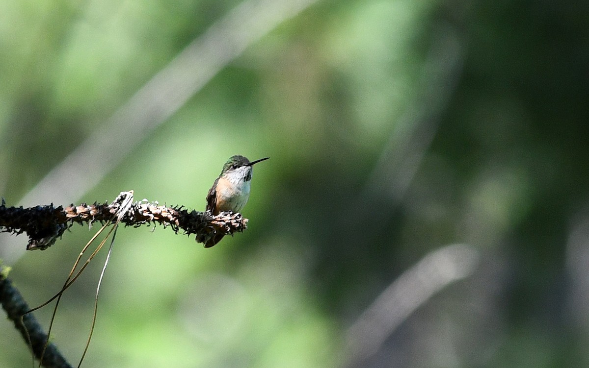 Calliope Hummingbird - ML122386011