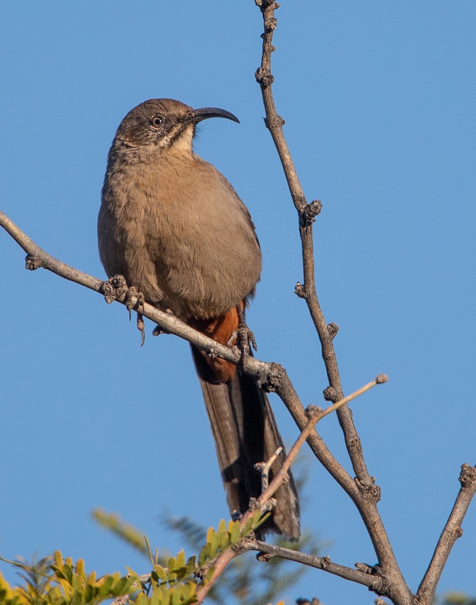 Crissal Thrasher - ML122386541