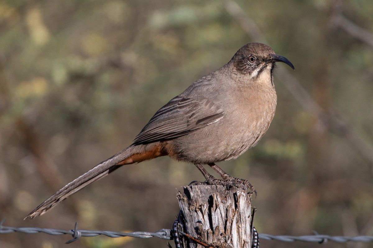 Rotsteiß-Spottdrossel - ML122386581