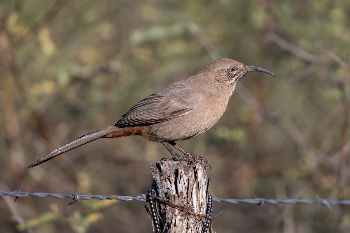 Crissal Thrasher - ML122386591