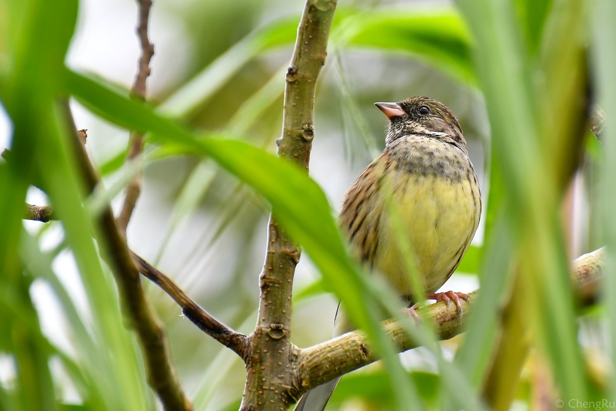 Black-faced/Masked Bunting - Cheng-Ru Tsai