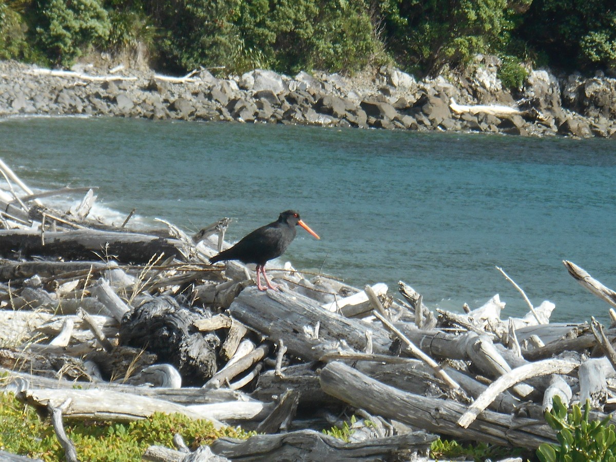 Neuseeland-Austernfischer - ML122389741