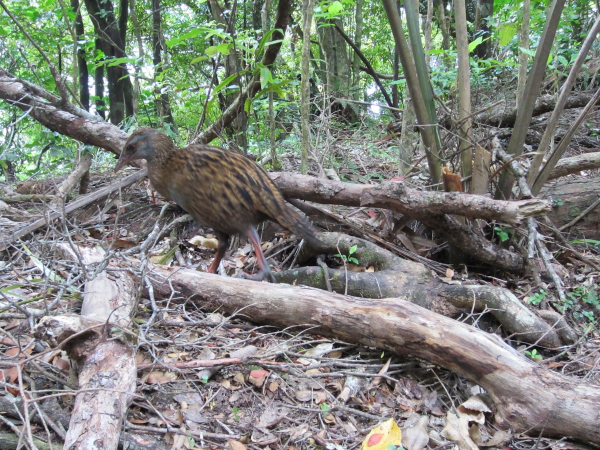 Weka - Liam Manderson