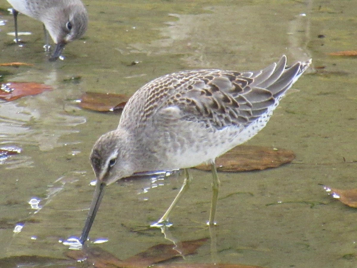 Long-billed Dowitcher - Vibeke Pedersen