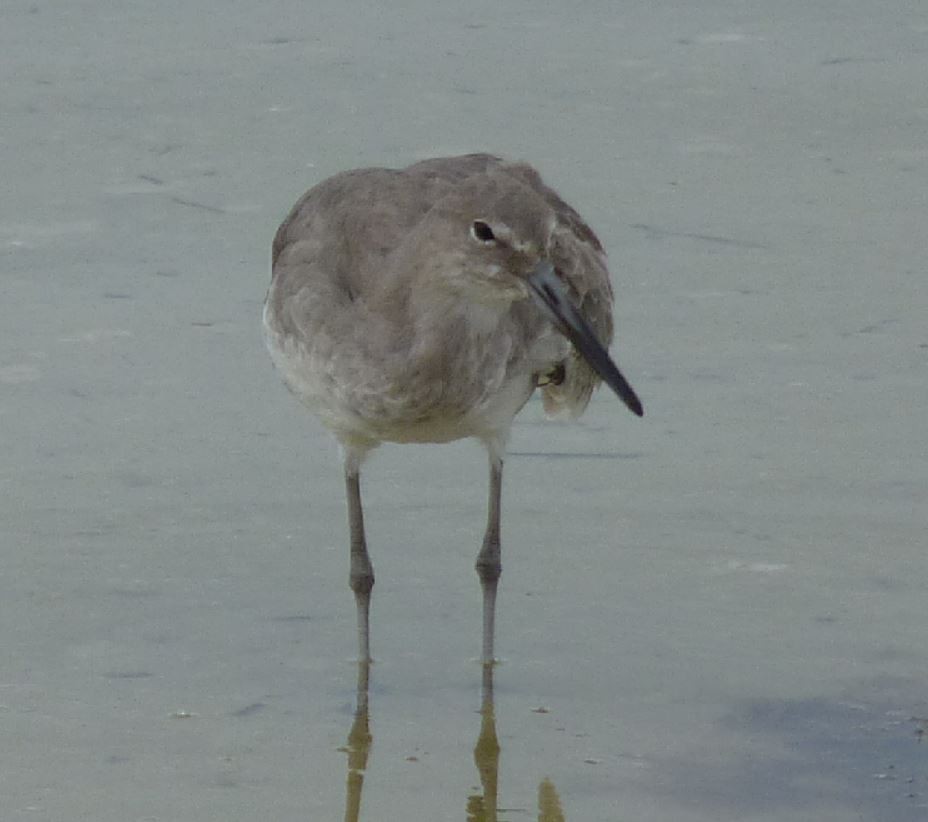 Playero Aliblanco (inornata) - ML122392711