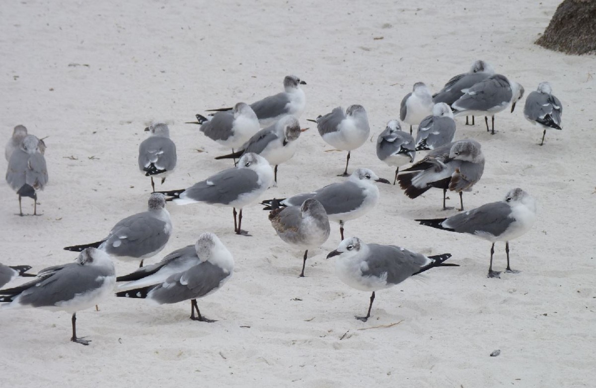 Mouette atricille - ML122392731