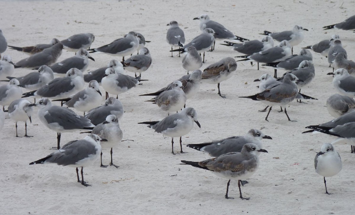 Gaviota Guanaguanare - ML122392791