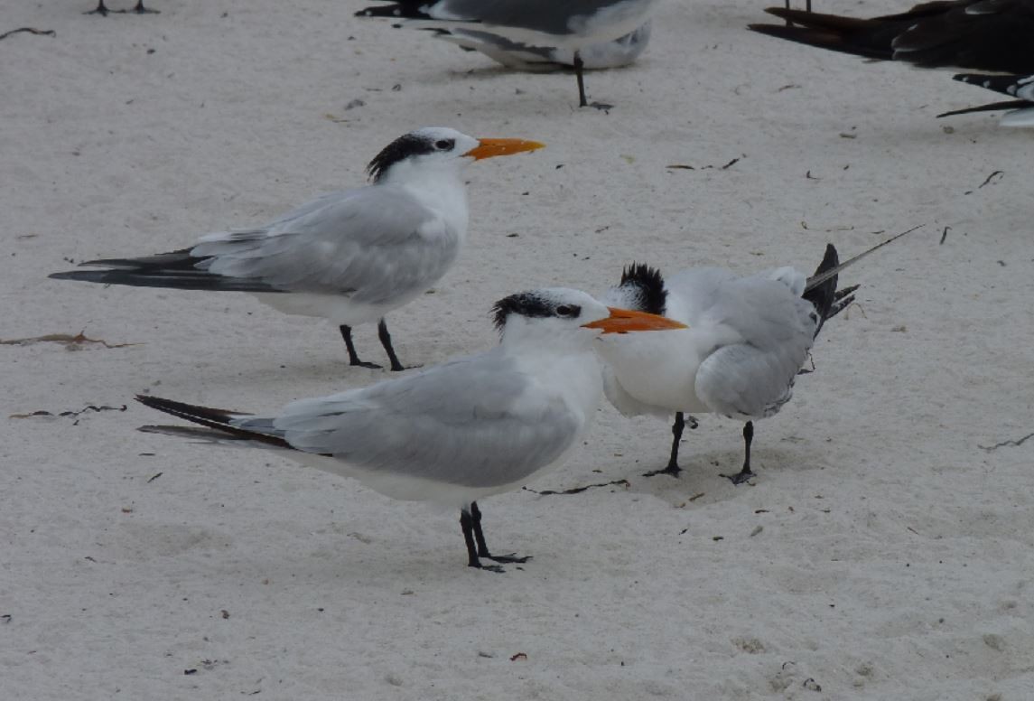 Royal Tern - Bill Pranty