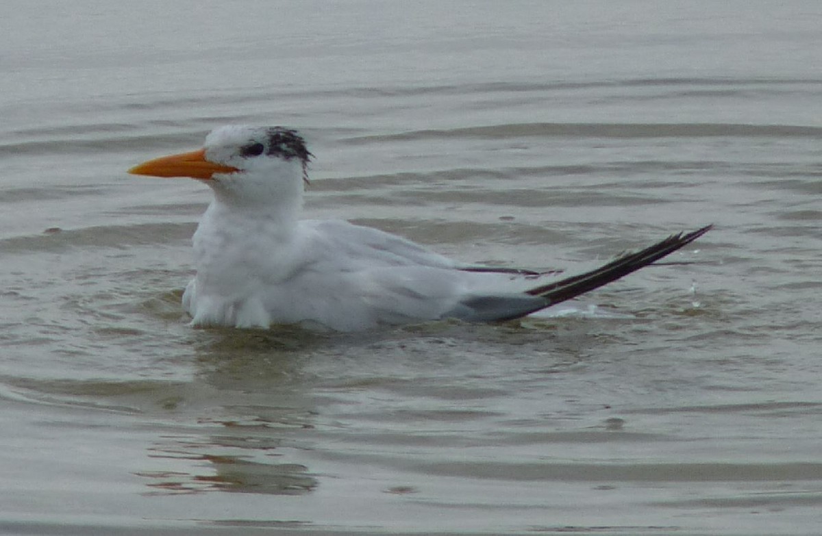 Royal Tern - Bill Pranty