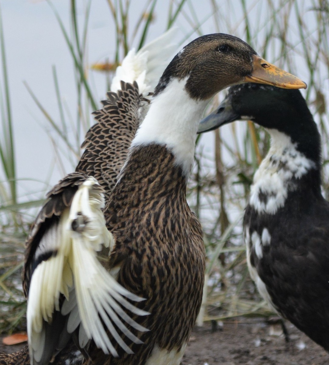 Canard colvert (forme domestique) - ML122394251