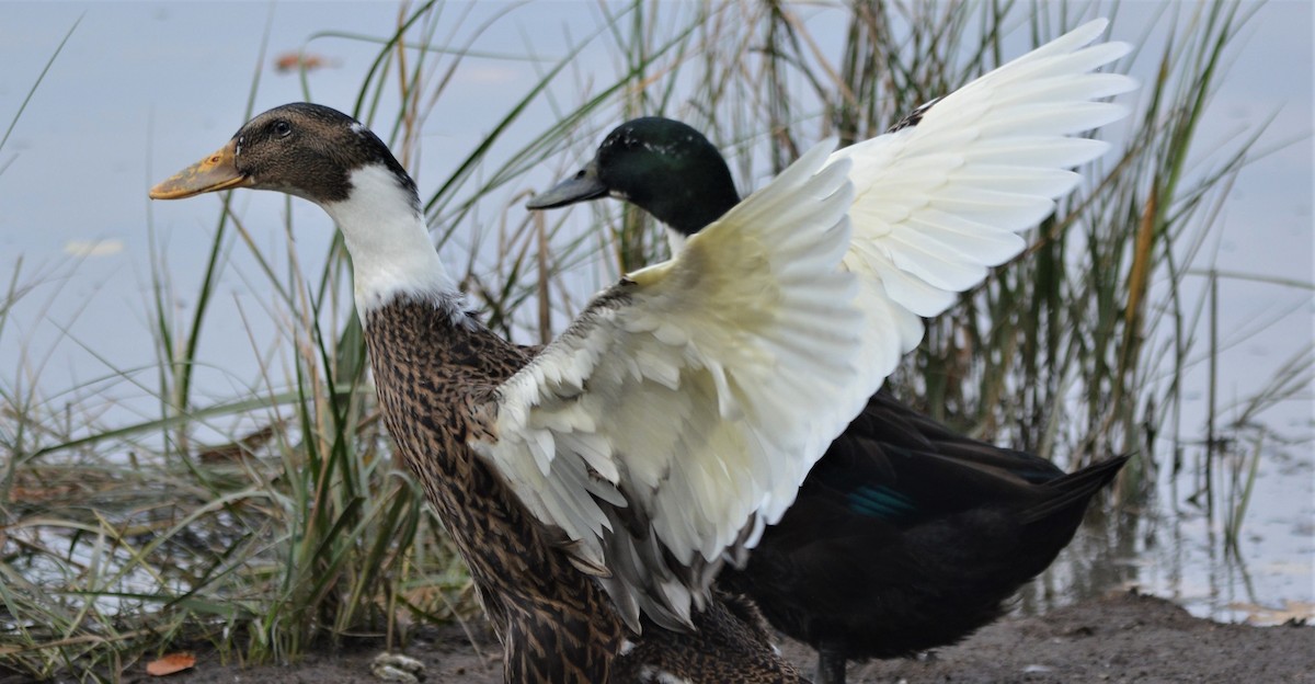 Mallard (Domestic type) - Micky Komara