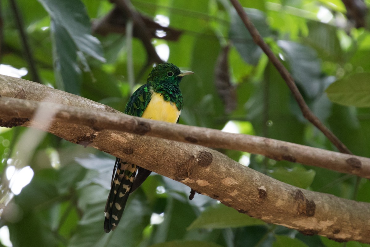 African Emerald Cuckoo - ML122395651