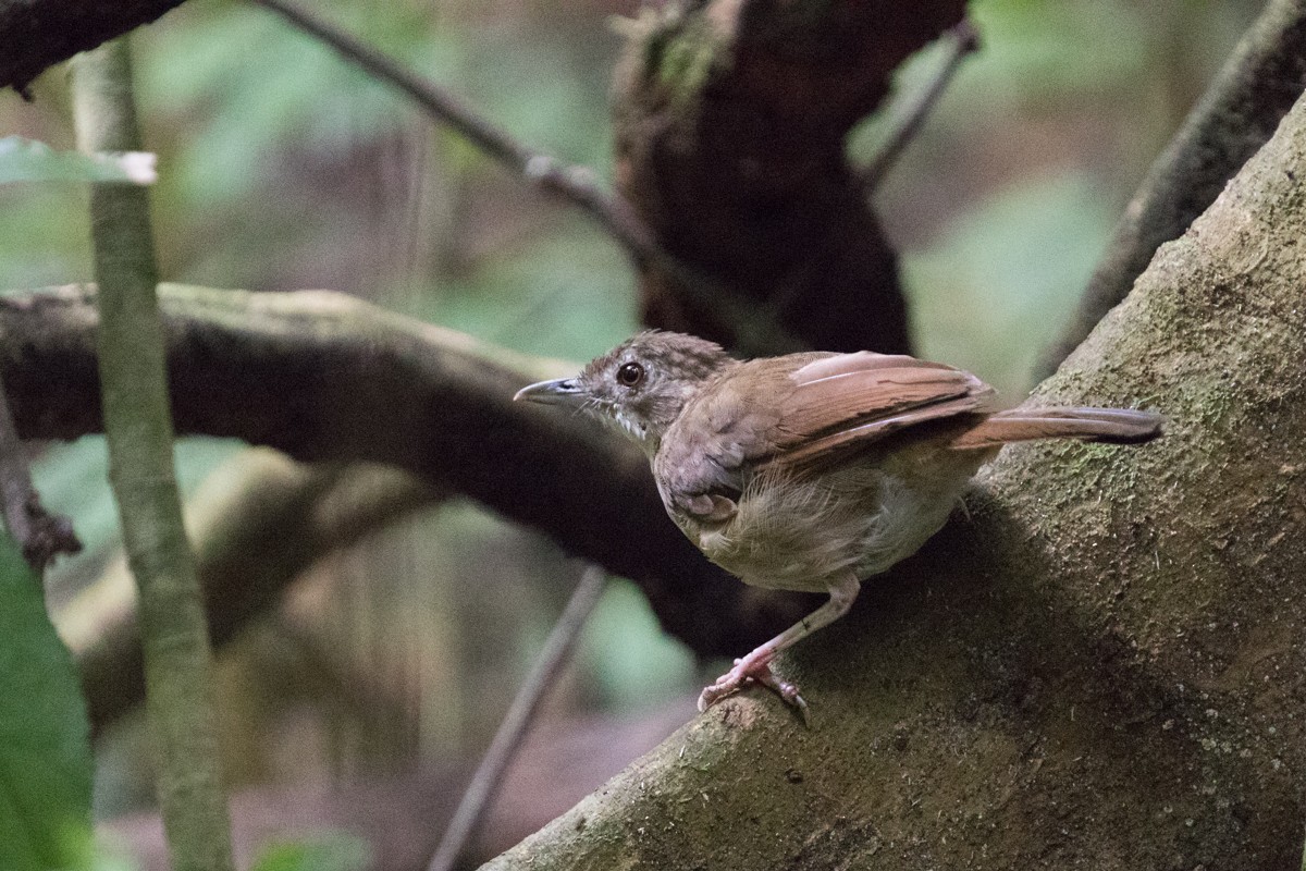 Puvel's Illadopsis - Raphael Lebrun