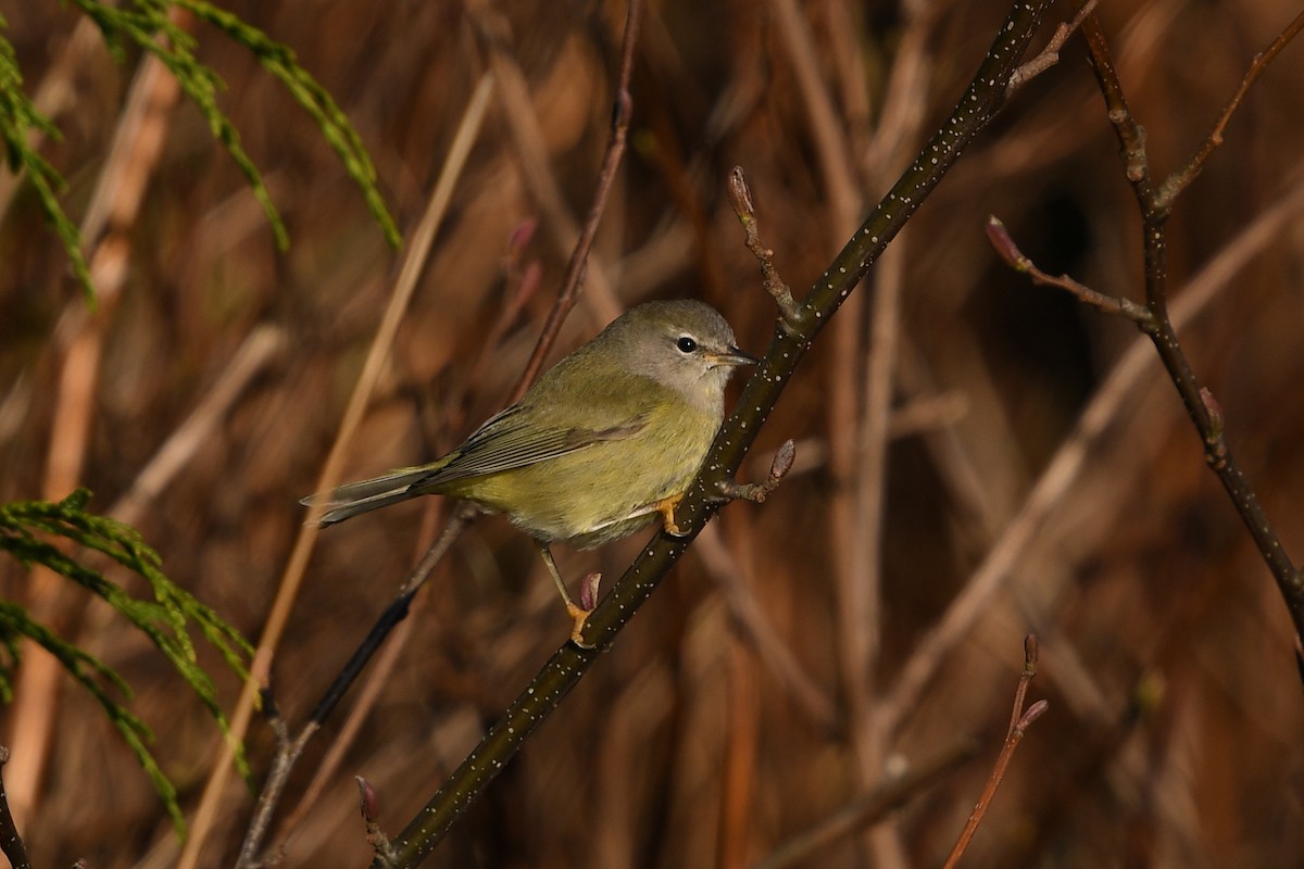 Orange-crowned Warbler (celata) - Steve Heinl