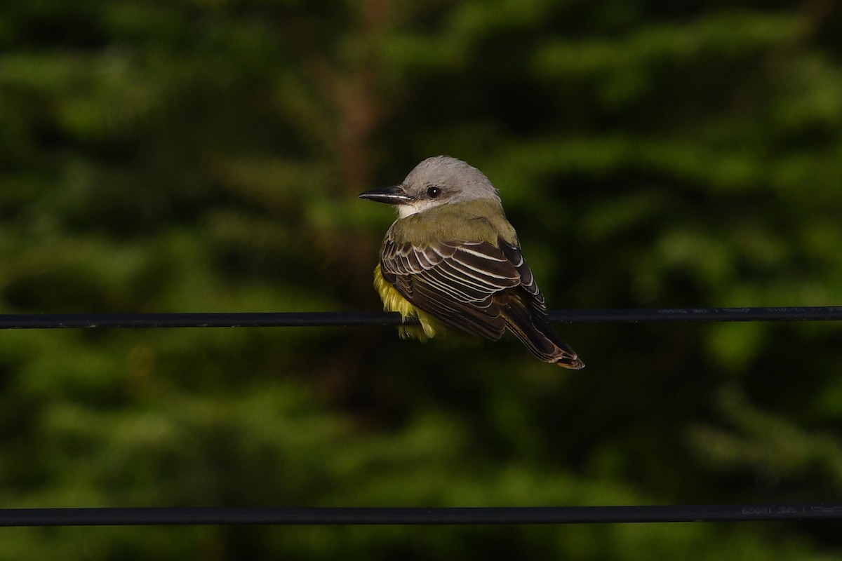 Tropical Kingbird - ML122395891