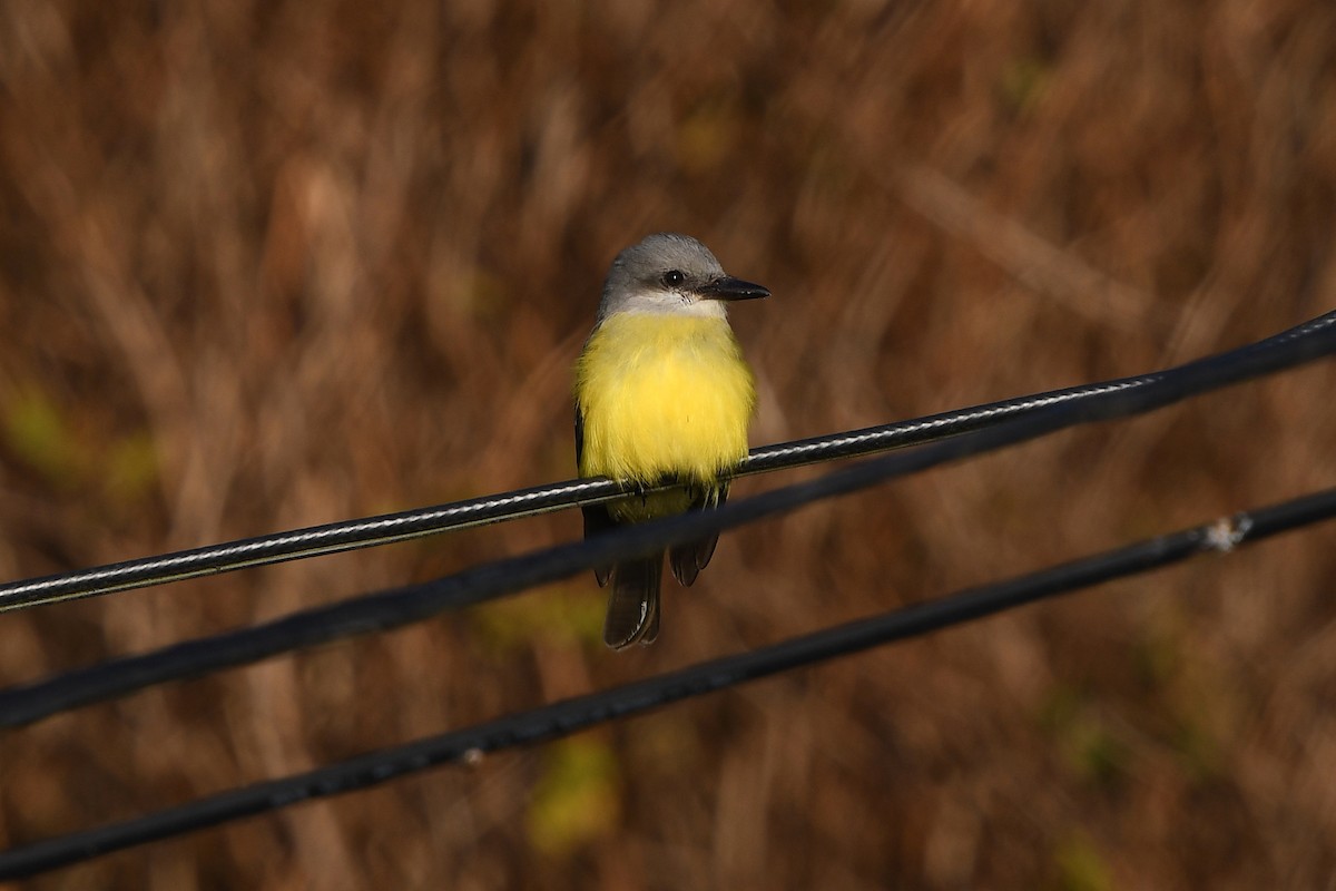 Tropical Kingbird - ML122395961