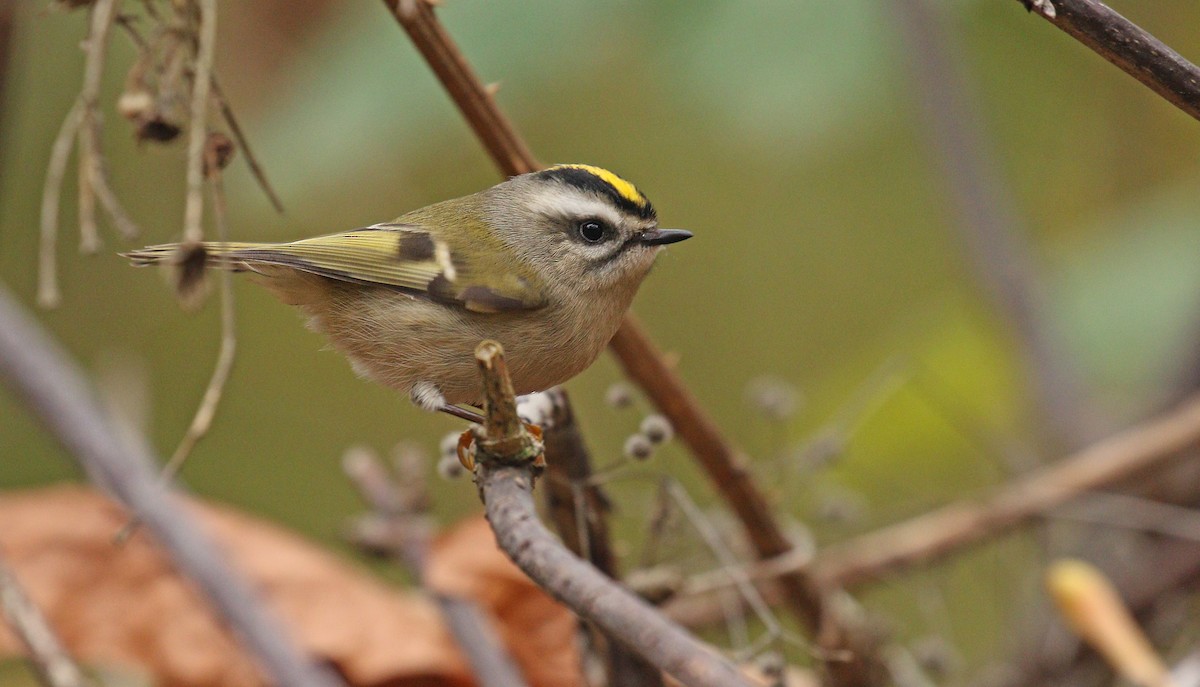 Golden-crowned Kinglet - ML122396541