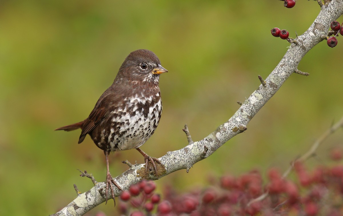 Fox Sparrow (Sooty) - Ryan Schain