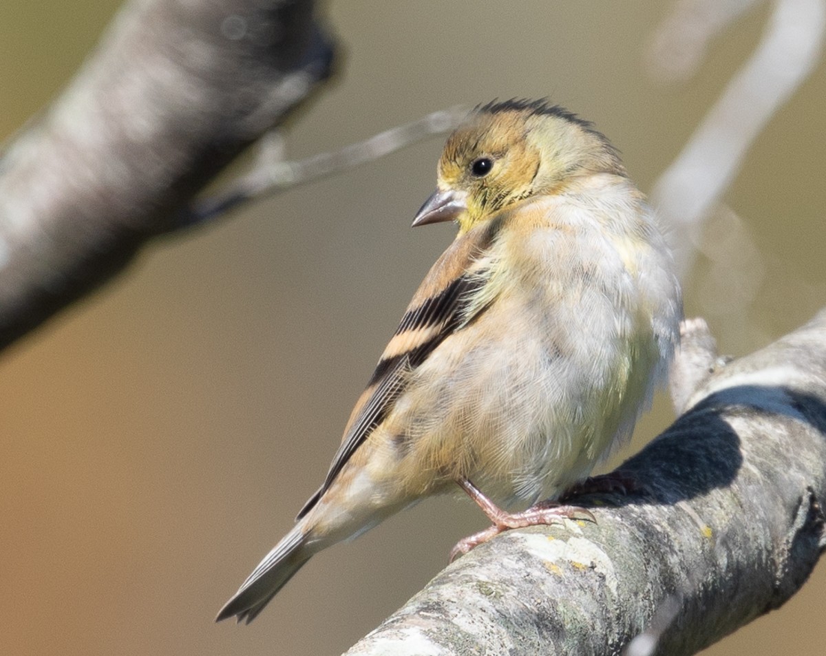 American Goldfinch - Bill Wood