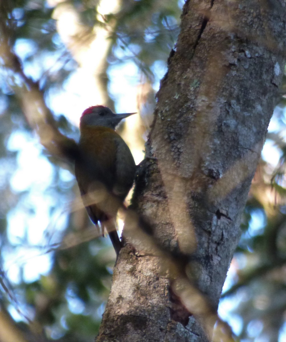 Olive Woodpecker - ML122398821