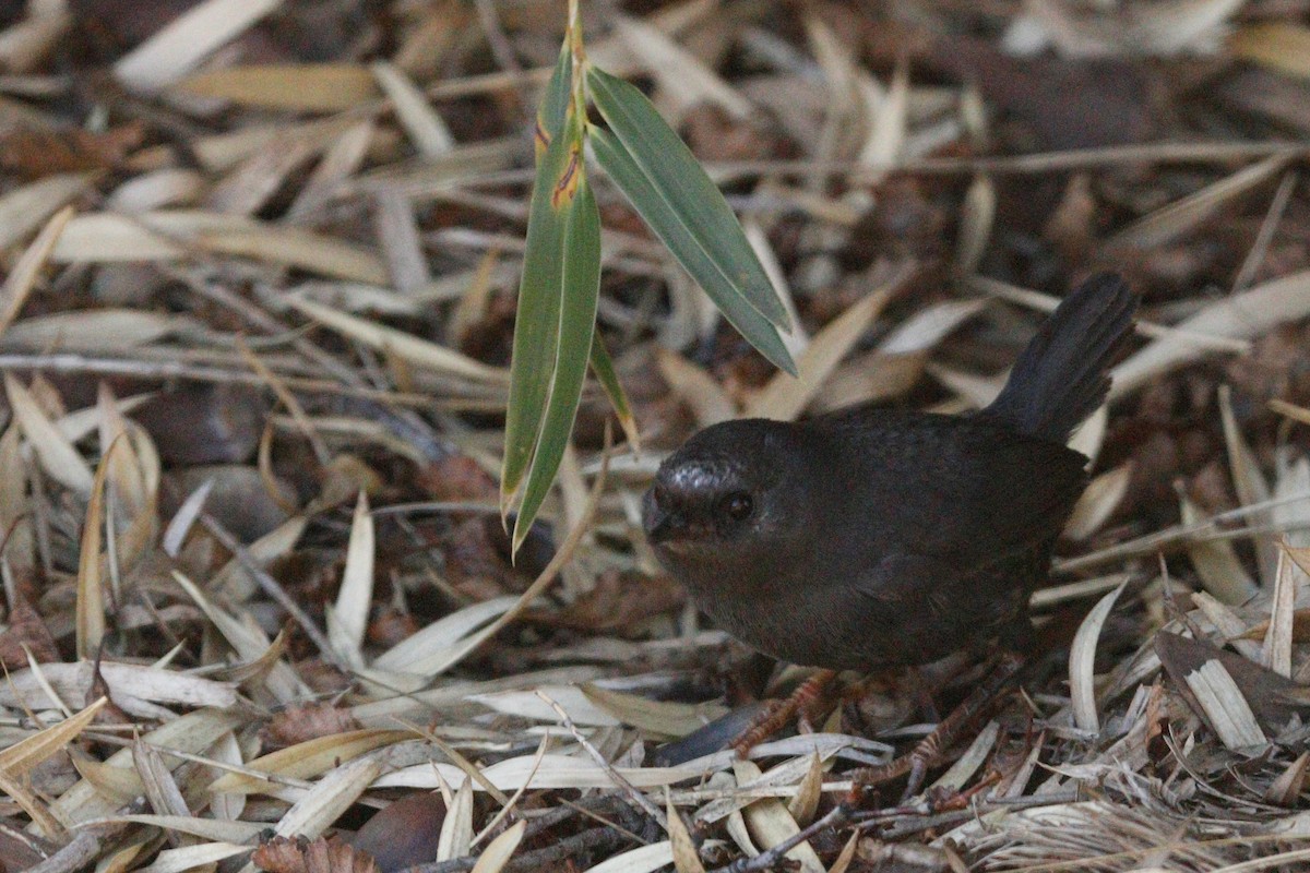 Magellanic Tapaculo - ML122399301