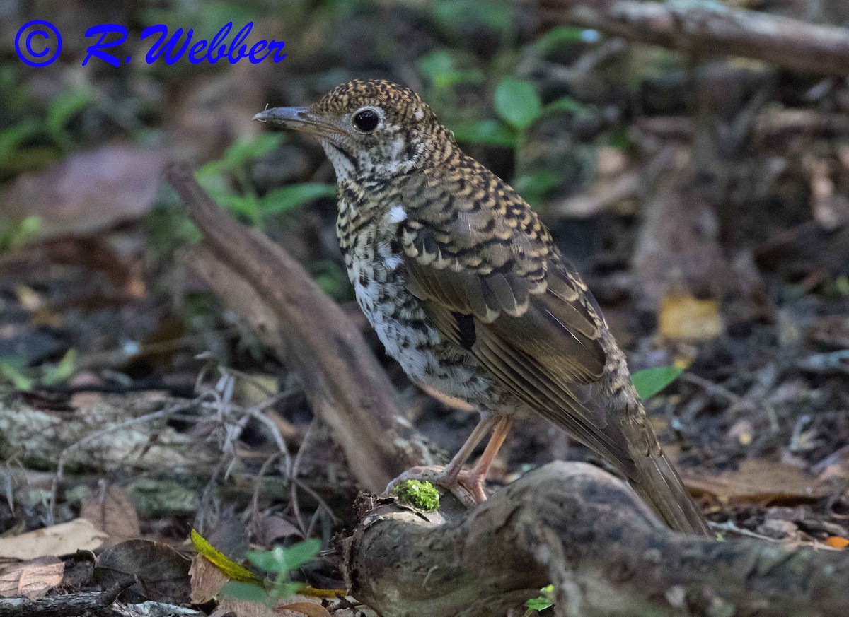 Bassian Thrush - ML122399601