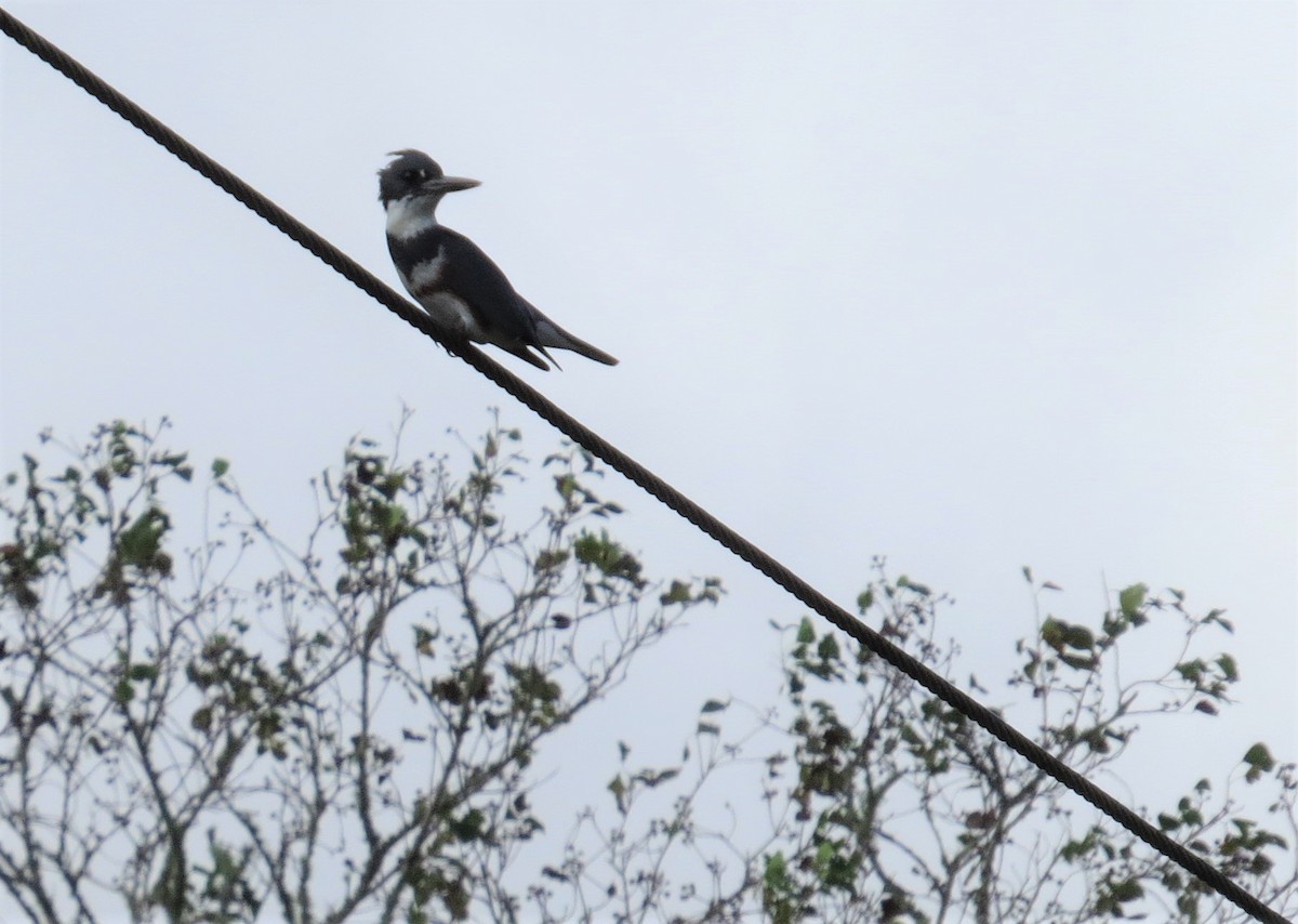 Belted Kingfisher - ML122400711