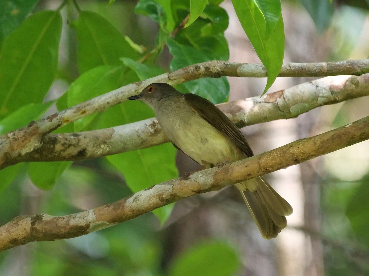 Spectacled Bulbul - ML122401011
