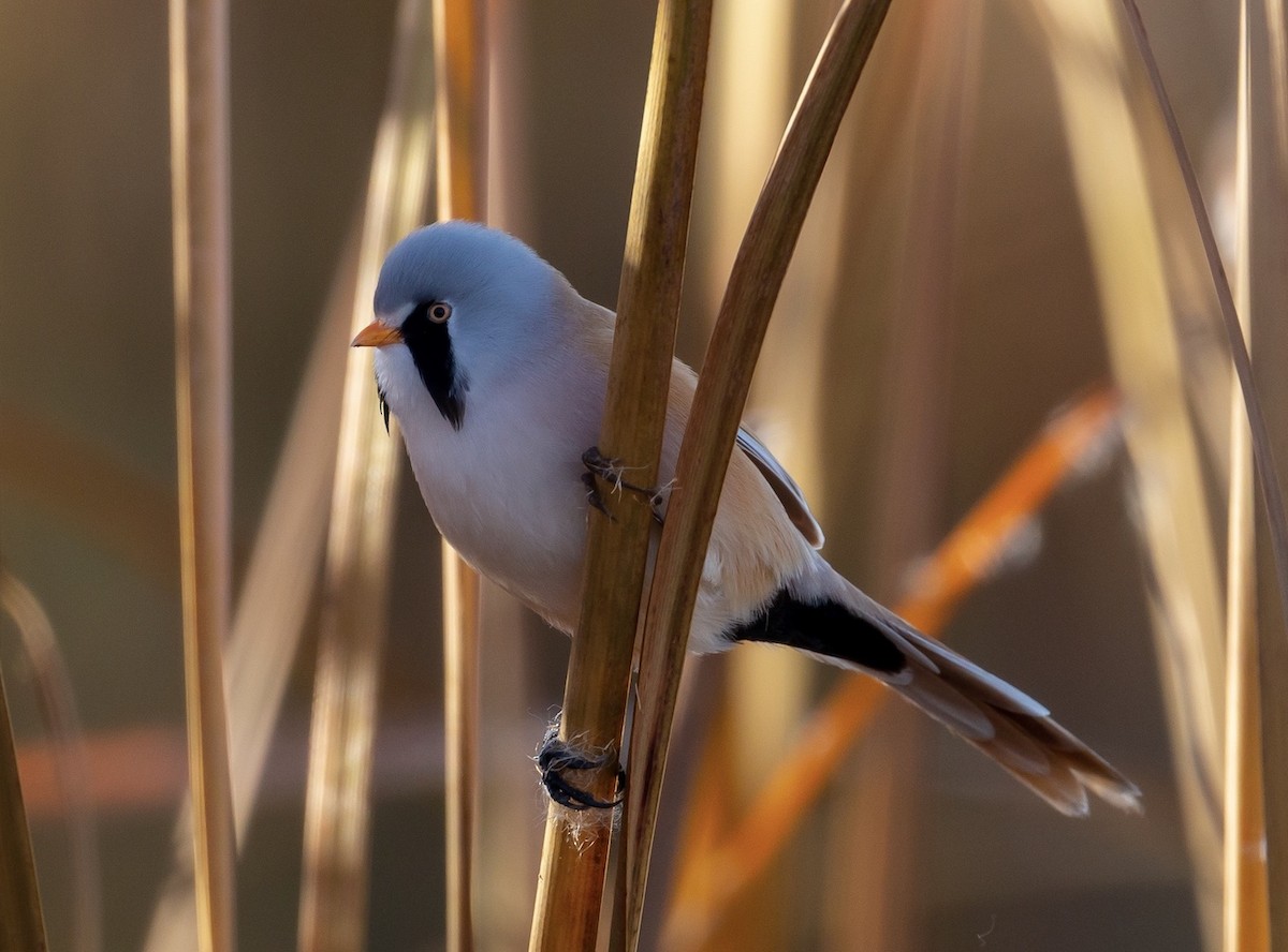 Bearded Reedling - ML122401721