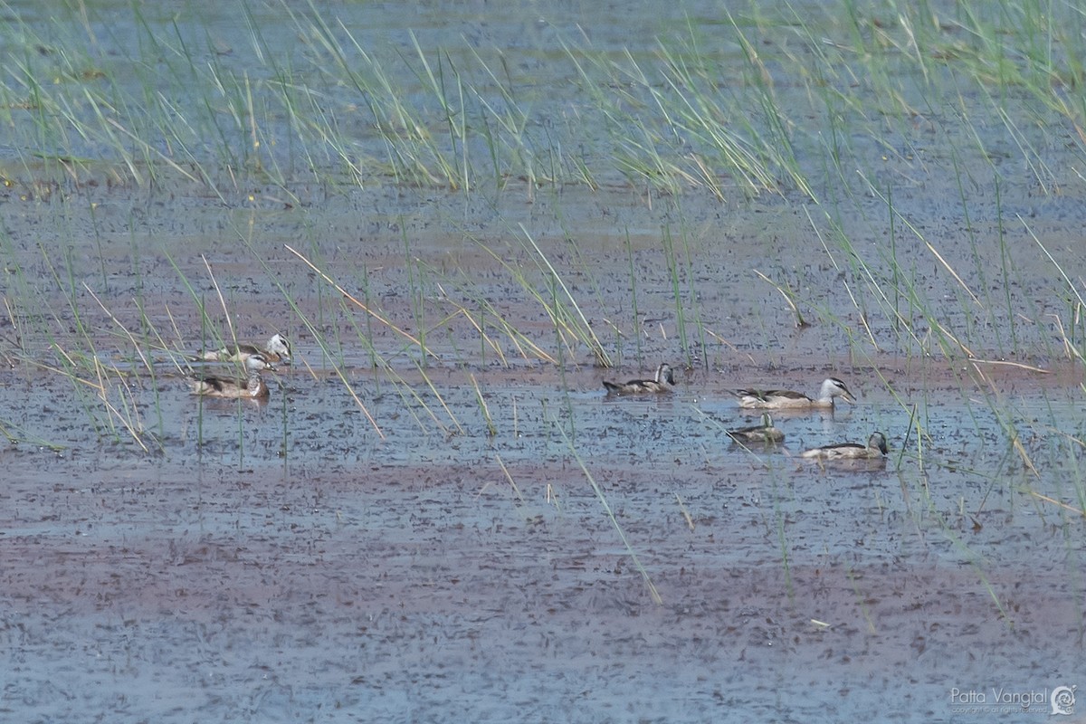 Cotton Pygmy-Goose - ML122402451