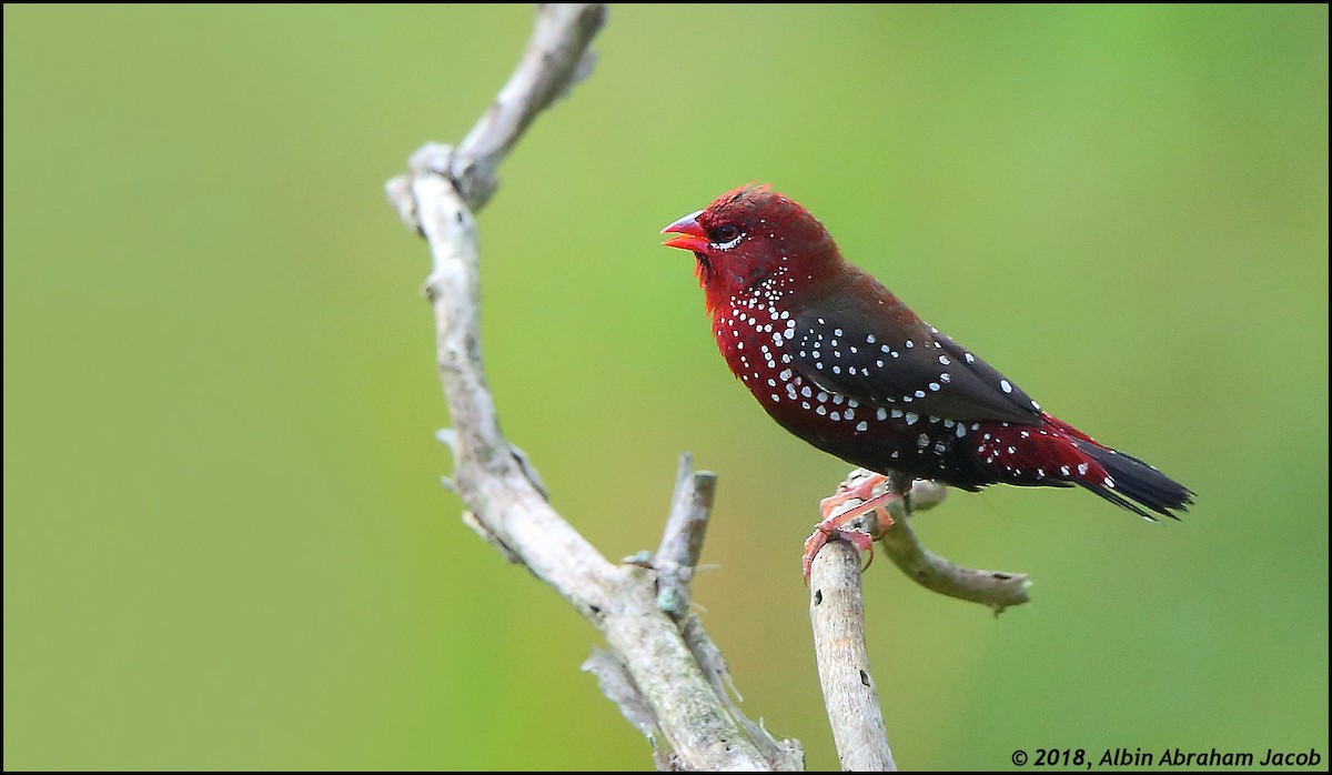 Red Avadavat - ML122403891